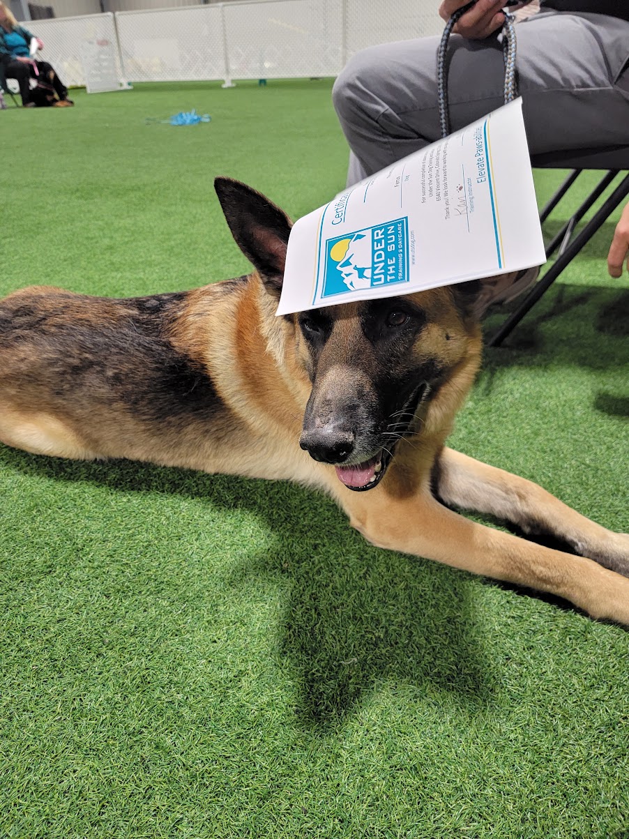 Ferrus, a black and tan German shepherd, lying on turf balancing a certificate on his nose
