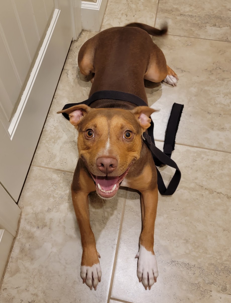 Harper, a brown and white pit bull, lying on a tiled floor grinning up at the camera