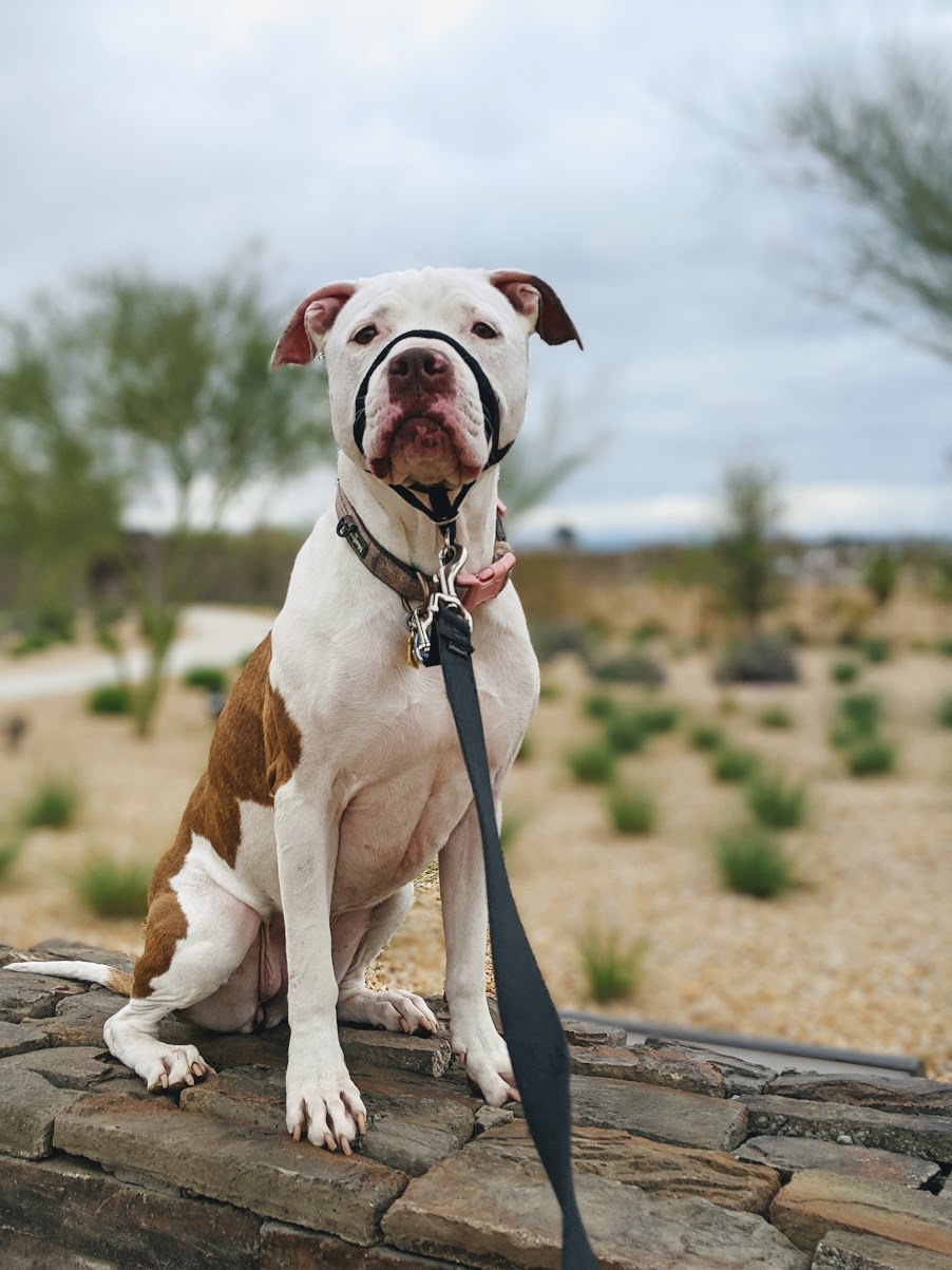 Piper sitting politely on a stone wall in a head halter