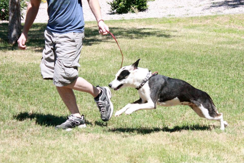 Roxy, a black and white dog in a harness, sprinting across the grass on a long red lead beside a runner