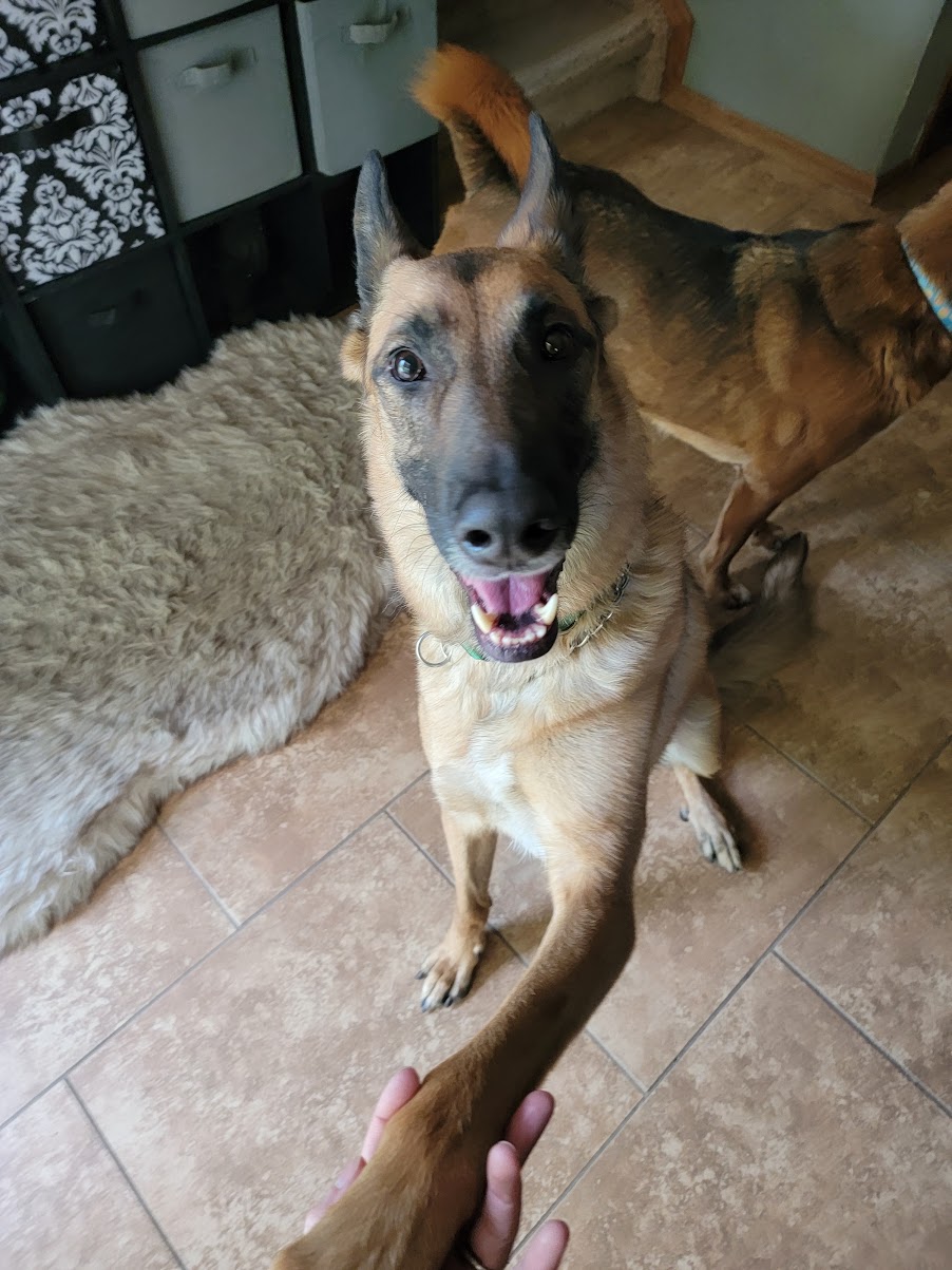 Scout, a tan and black Belgian Malinois, sitting indoors and giving a paw